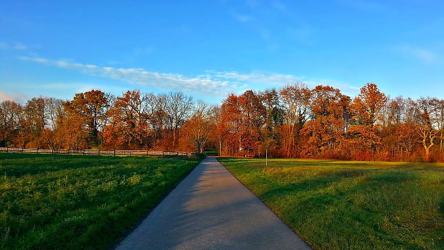 tree, the sun, meadow, field, nature, foliage, park, forest HD wallpaper