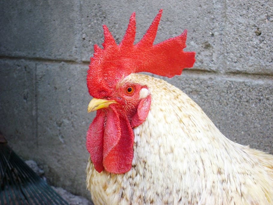 gallo, crest, red, chicken, bird, chicken - Bird, rooster, farm HD wallpaper