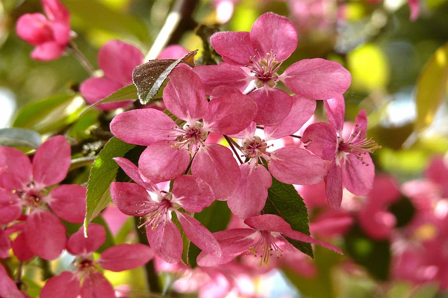 HD wallpaper: wild cherry, pink, spring, branches, wild cherry blossoms ...