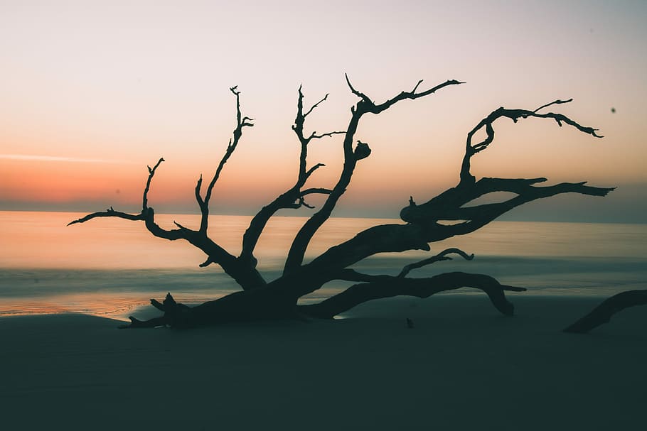 silhouette of drift wood, beach, sand, shore, tree, driftwood