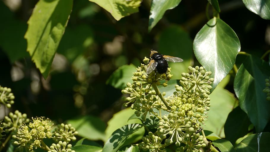 bourdon, garden, forage, insect, invertebrate, animals in the wild HD wallpaper