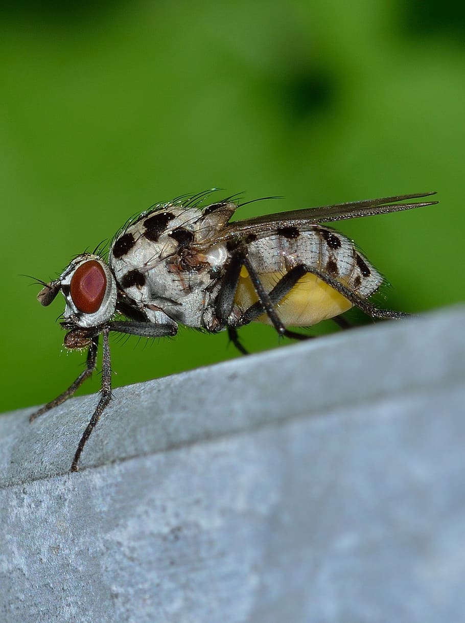 insects, diptera, moscow, invertebrate, animal themes, one animal HD wallpaper