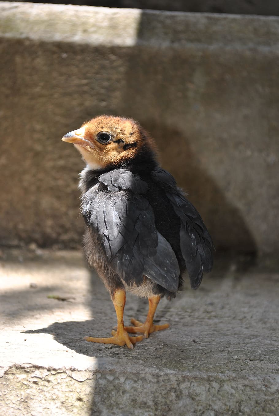 chicken, gallo, one animal, vertebrate, bird, animal wildlife HD wallpaper