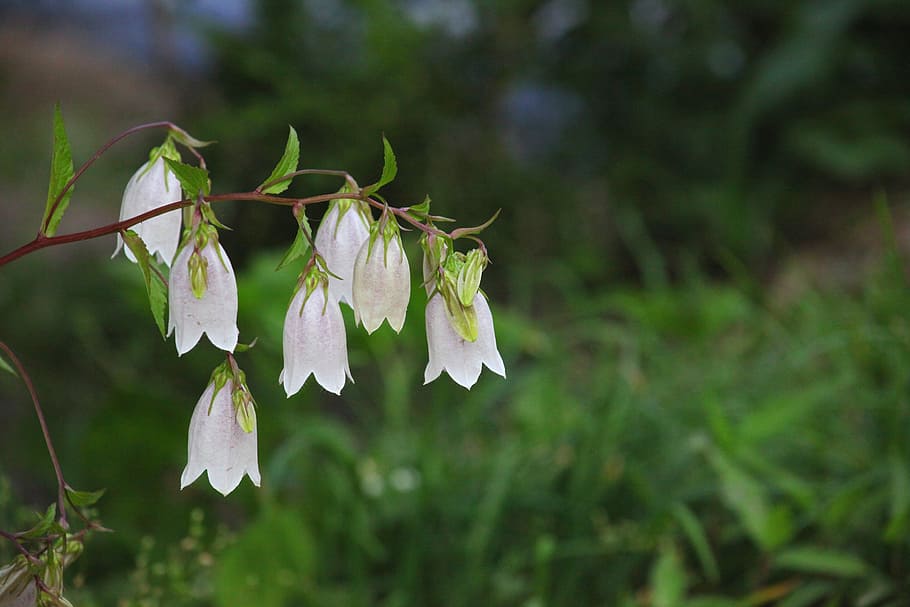 white bell flowers, nature, plants, leaf, outdoors, campanula punctata HD wallpaper