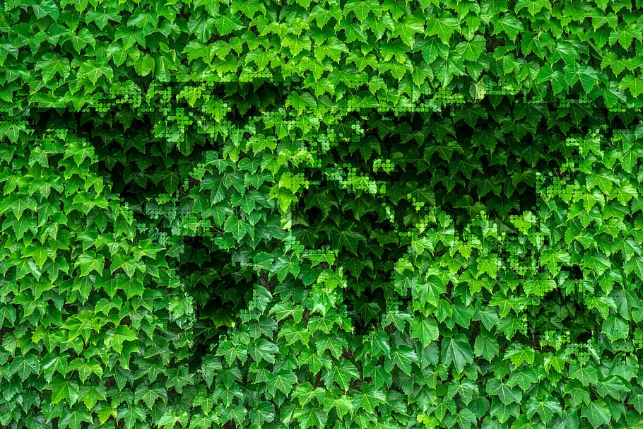 green leafed plants, leaves, continents, earth, world, environment, HD wallpaper