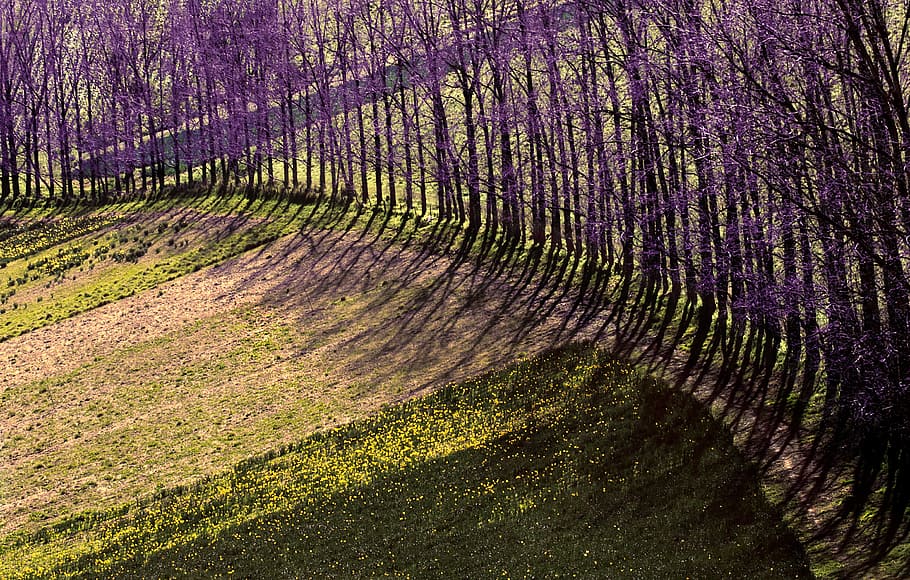 purple leafed trees beside grass, plant, flora, magenta, beautiful HD wallpaper