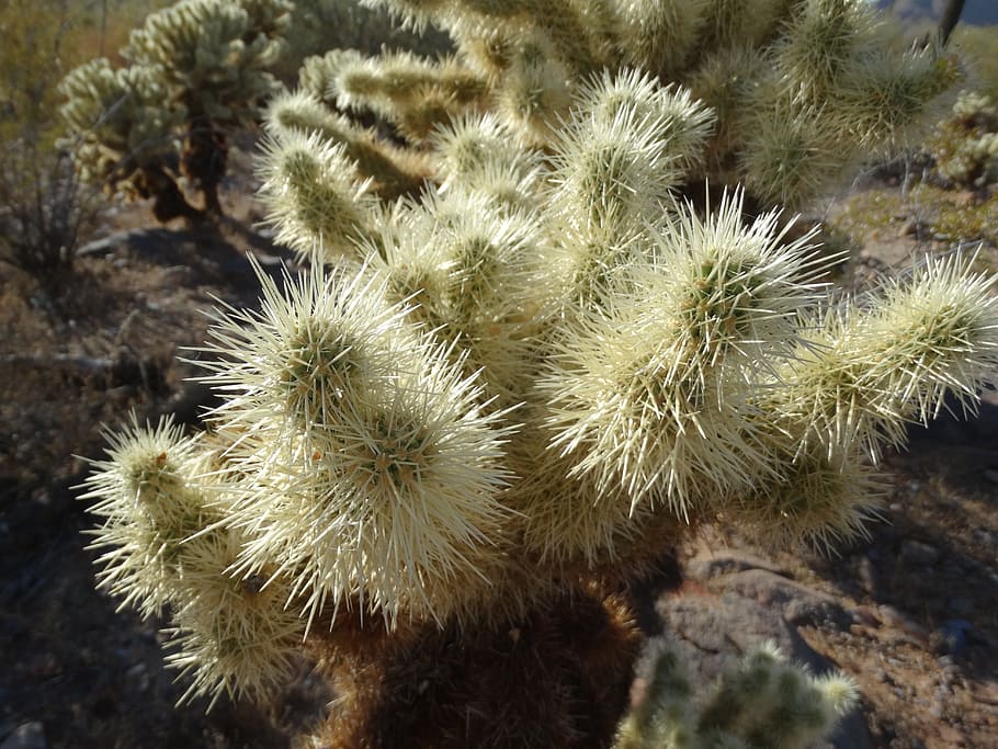 cholla, desert, cactus, dry, arizona, prickly, plant, no people HD wallpaper