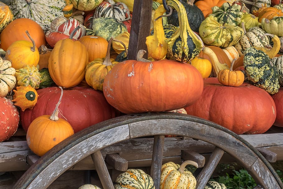 pumpkins, autumn, orange, yellow, gourd, decoration, vegetables HD wallpaper