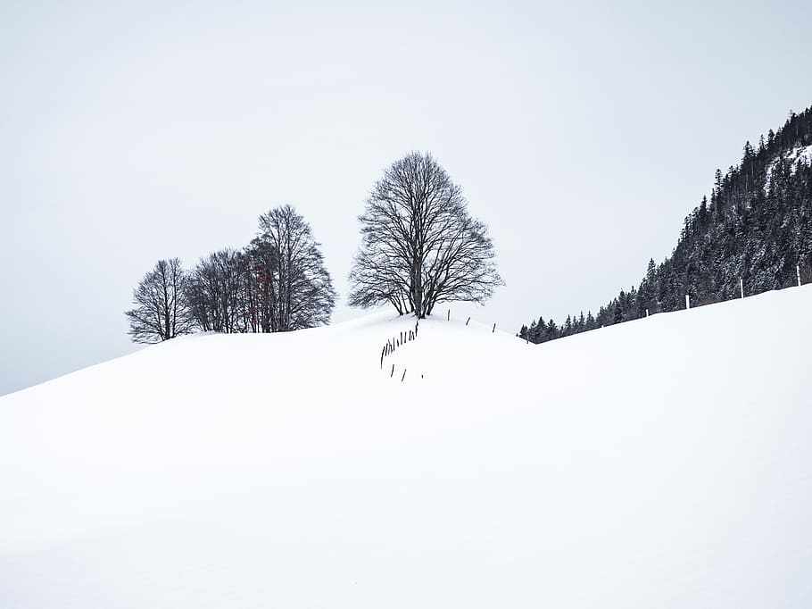 bare trees covered by snow, bare tree on the snowy field photography HD wallpaper