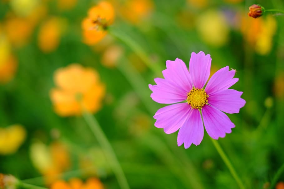 Flower, Cosmos, Fresh, nature, summer, plant, daisy, outdoors