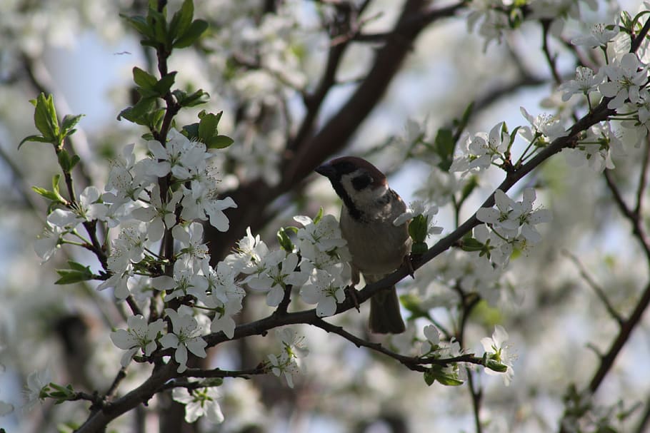 Spring, White, Bloom, Nature, Apple Tree, leaves, living nature HD wallpaper