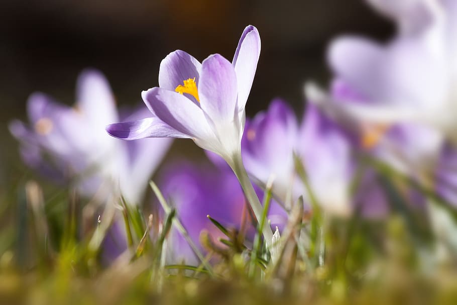 purple petaled flower, spring, crocus, schwertliliengewaechs HD wallpaper