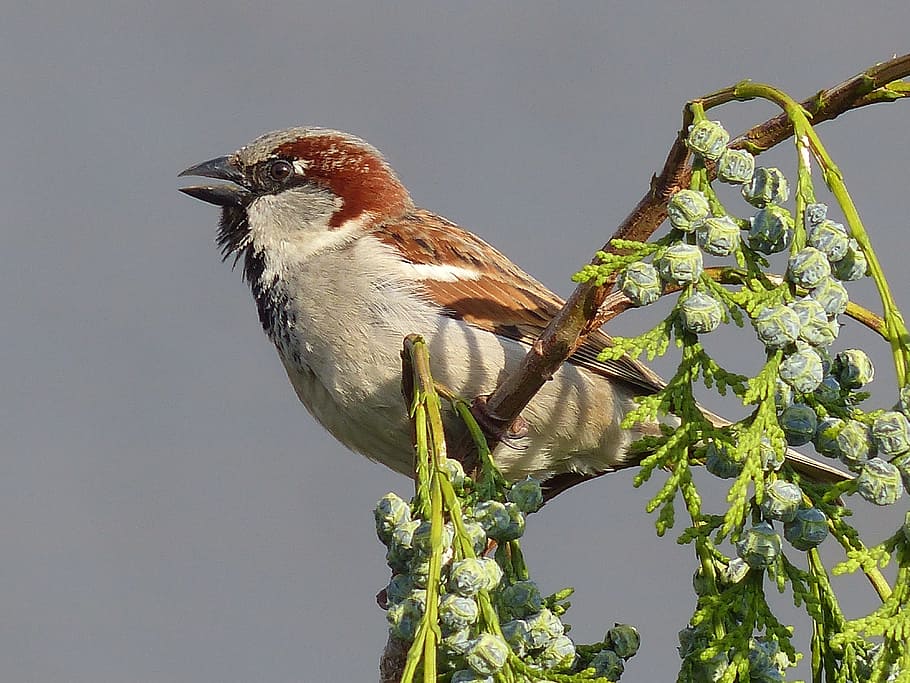 sparrow, house sparrow, bird, animal wildlife, animals in the wild, HD wallpaper