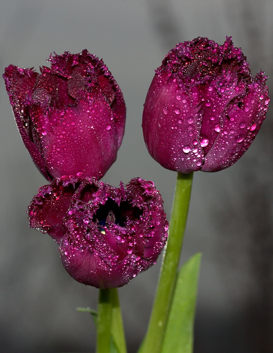 shallow focus photography of three maroon flowers, tulips, red HD wallpaper