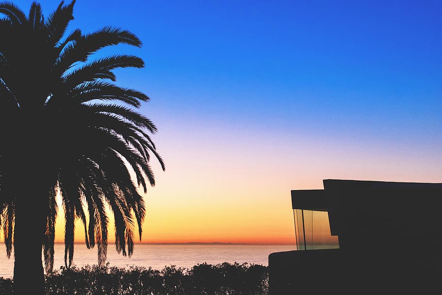 scenery of ocean in front of tree of silhouette, coconut tree silhouette during golden hour HD wallpaper