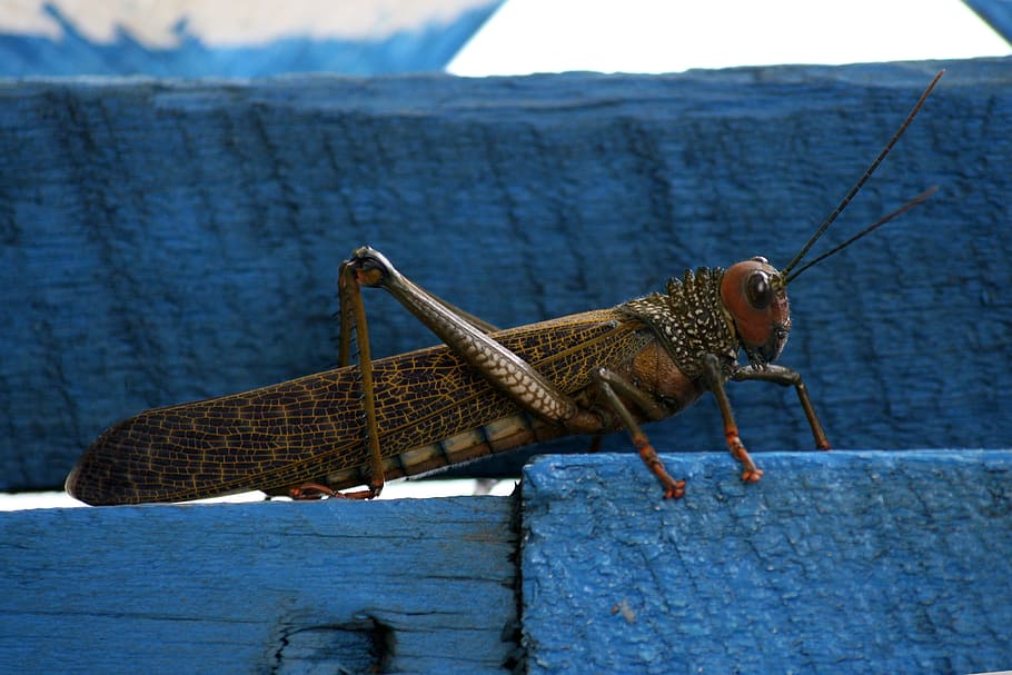grasshopper, blue, bug, antenna, animal, insect, nature, wildlife HD wallpaper