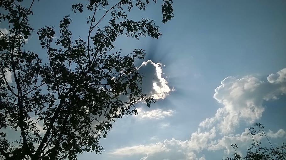 sun, hiding, cloud, sky, sunset, sunset sky, tree, plant, low angle view HD wallpaper