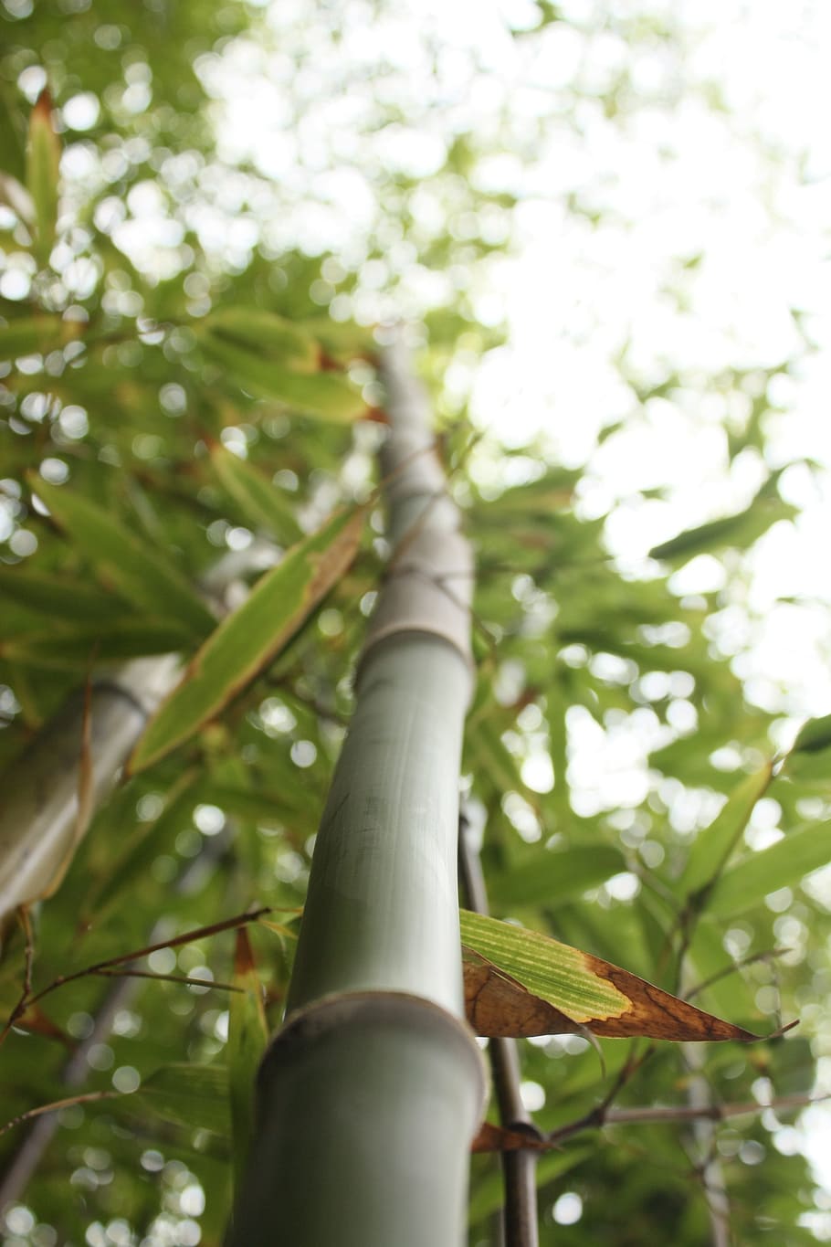 low-angle photo of green bamboos, stalk, tall, nature, leaf HD wallpaper