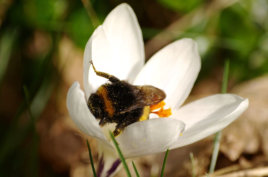 crocus, hummel, pollen, white, close, blossom, bloom, insect HD wallpaper