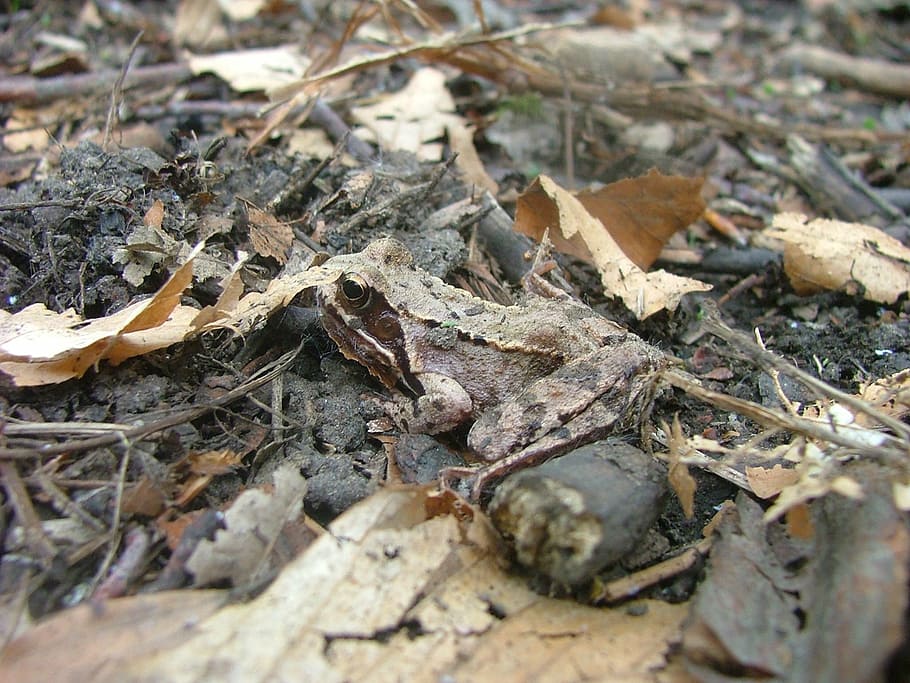 avar, subalpine forest frog, mátraszentimre, mátra mountains, HD wallpaper