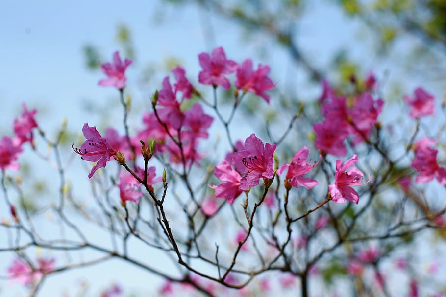 flowers, spring, landscape, flowering plant, pink color, freshness HD wallpaper