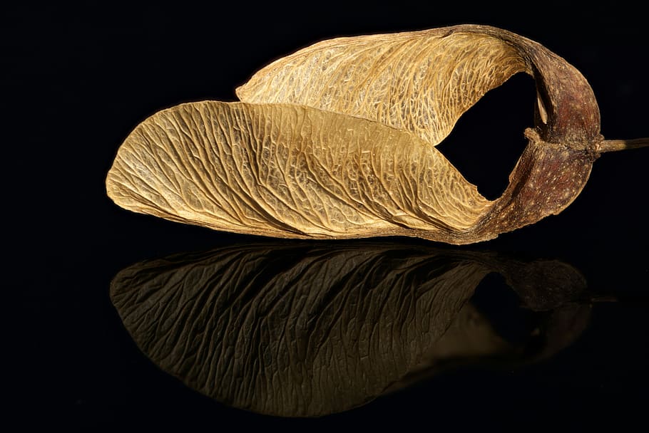 maple seeds, stack, acer, black glass, black background, studio shot HD wallpaper