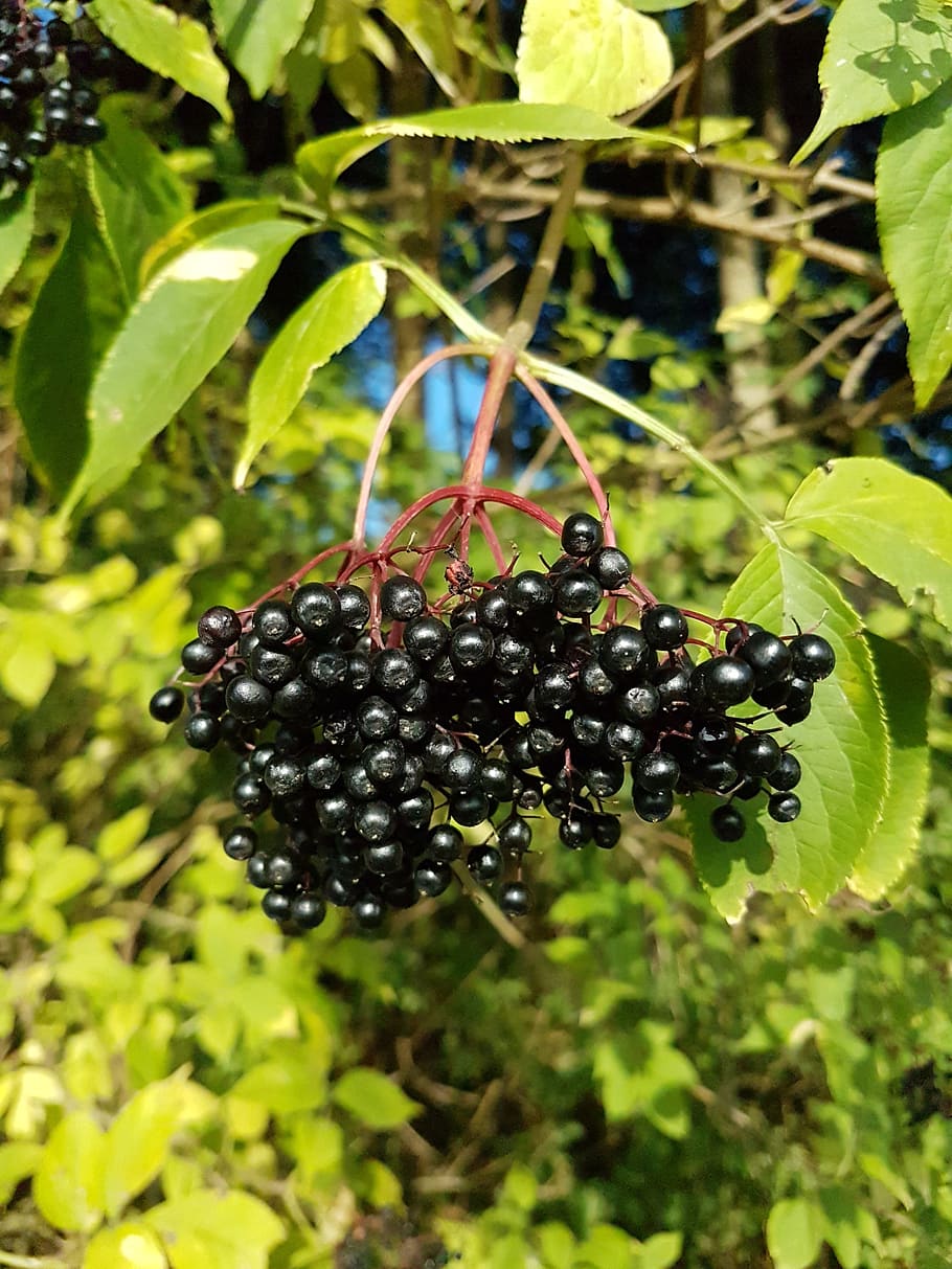 elder, leaves, berries, food, food and drink, healthy eating HD wallpaper