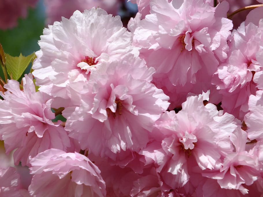 pink, flower, macro, flowers, flowering plant, fragility, vulnerability HD wallpaper