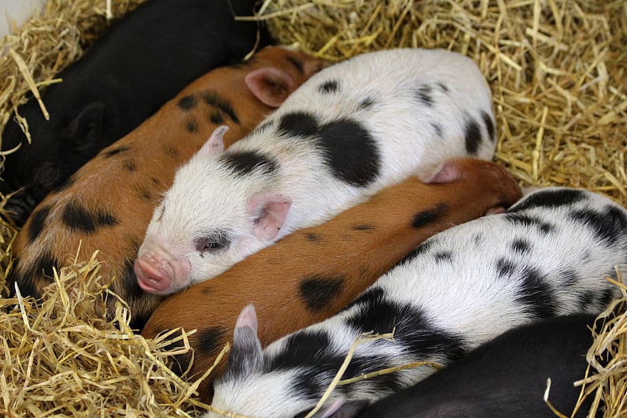 herd of pigds, piglets, animals, pigs, hogs, farm, cute, mammal HD wallpaper