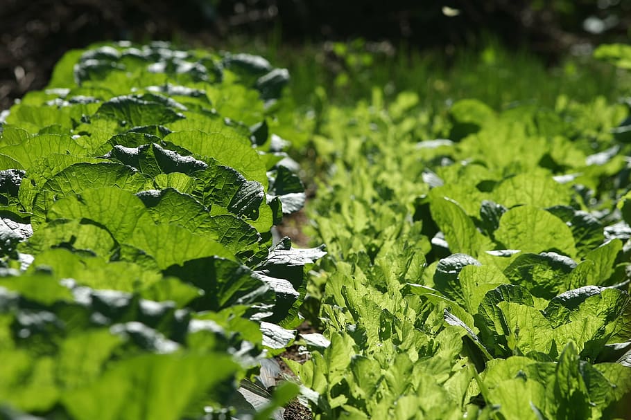 chinese cabbage, light, vegetables, green, autumn leaves, green color HD wallpaper