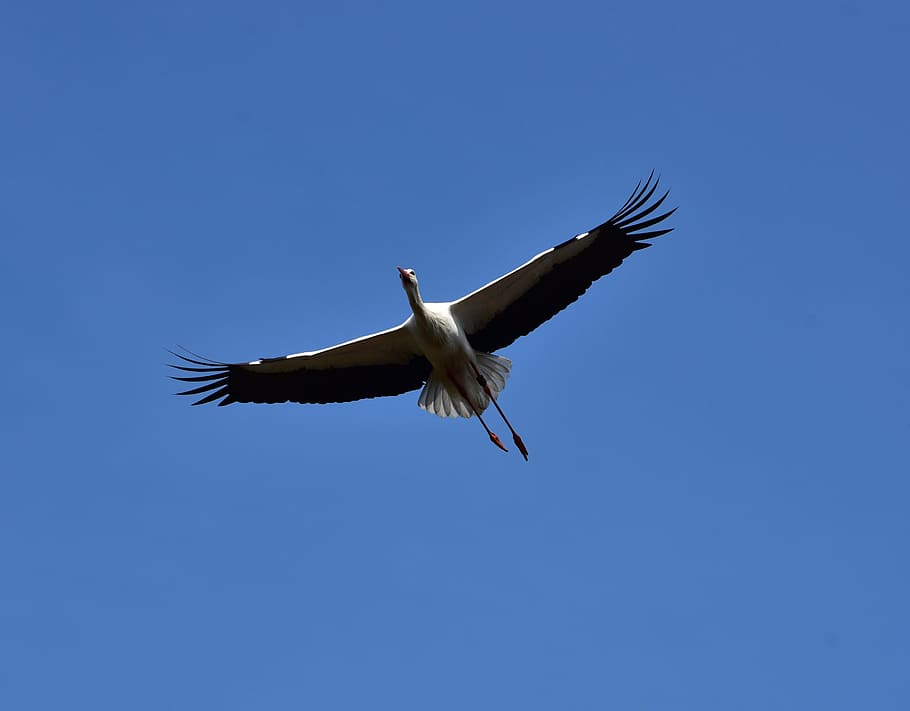 Stork, Fly, Black White, sky, bill, rattle stork, white stork HD wallpaper