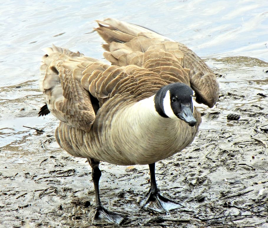 geese, canada, wild bird, spring, water, animal, animal themes HD wallpaper