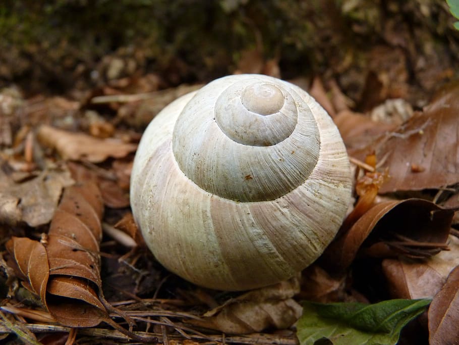 Snail, Shell, Animal, Creature, slowly, no people, day, nature HD wallpaper