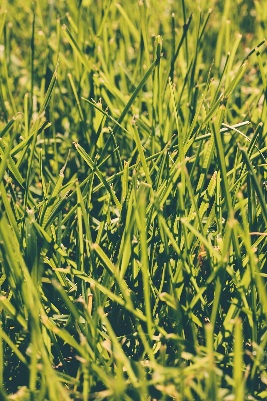 Close-Up, Field, Grass, Lawn, full frame, backgrounds, nature HD wallpaper