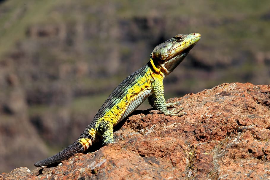 lizard, rock, macro, reptile, tropical, lang's, crag, desert HD wallpaper