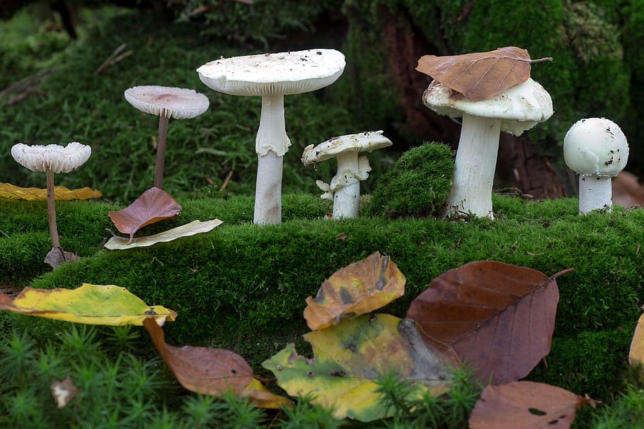 HD wallpaper: closeup photography of white mushrooms, forest, moss