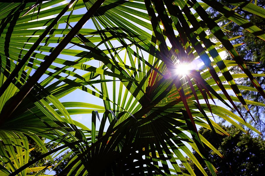 sun rays through the palm trees, leaves, light, botanical garden HD wallpaper