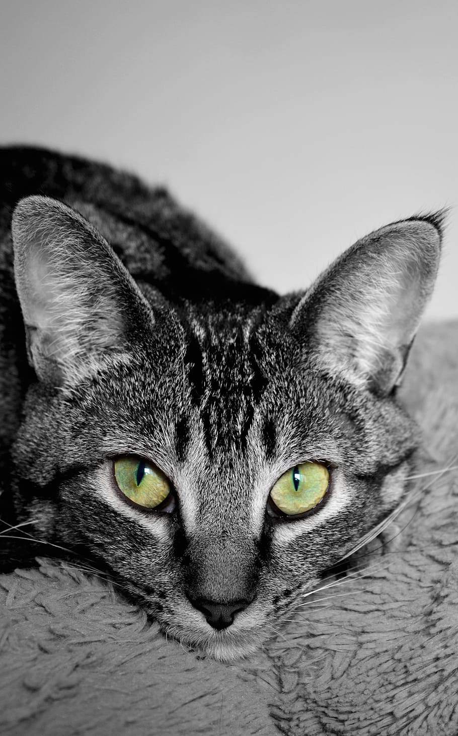 cat, devon rex, cross breed, fur, ears, pet, animal, tabby HD wallpaper