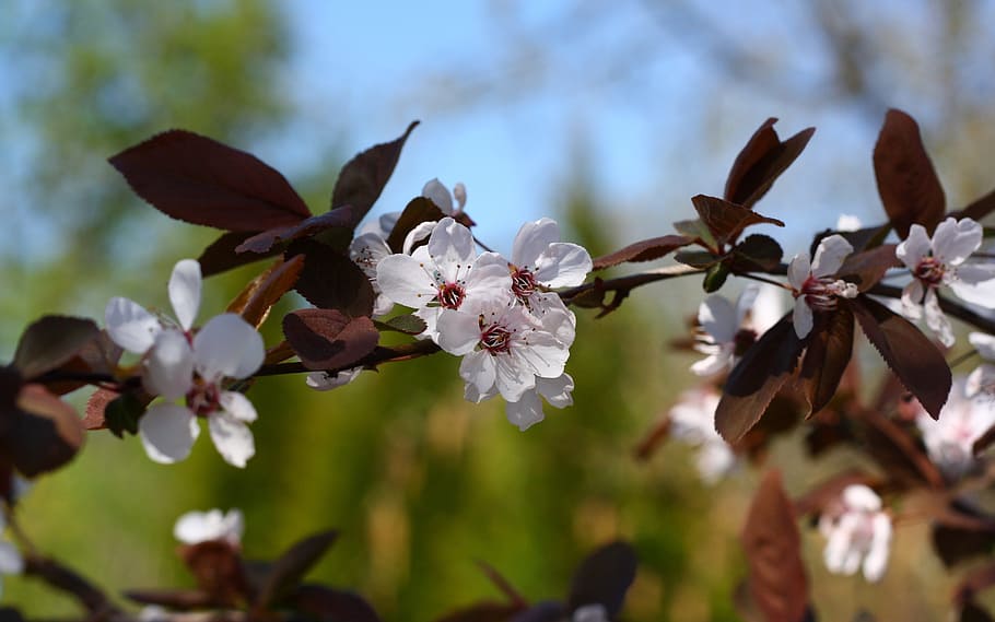spring, flowers, beautiful, transient, color, flowering plant HD wallpaper