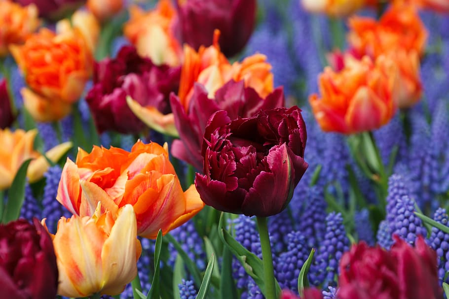 red and orange petaled flowers, tulips, purple, bloom, grape, HD wallpaper