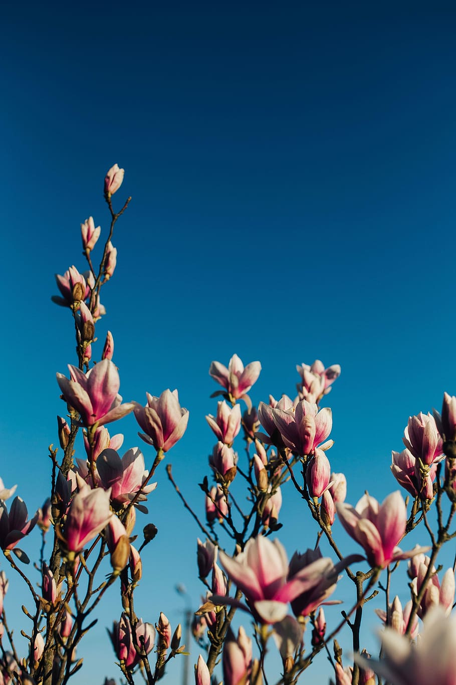 White Sakura Flowers Branch In Blue Sky Background HD Flowers Wallpapers   HD Wallpapers  ID 73138