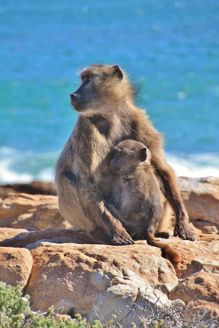 monkey sitting beside infant with blue body of water in the horizon during daytime