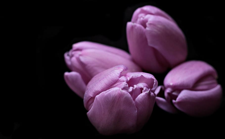 closeup photography of half bloomed purple tulip flowers, tulips, HD wallpaper