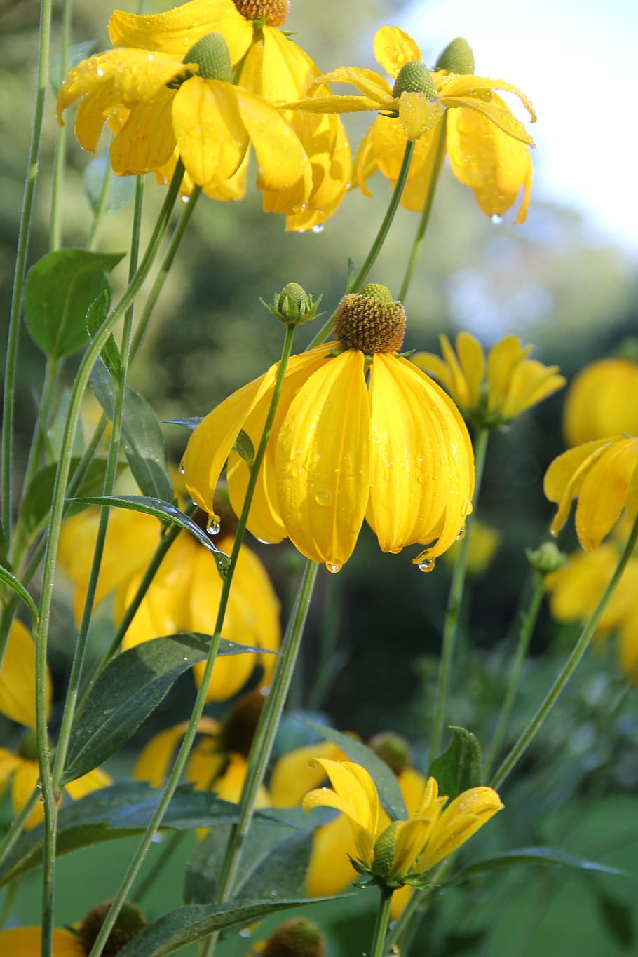 Helenium 1080P, 2K, 4K, 5K HD wallpapers free download | Wallpaper Flare