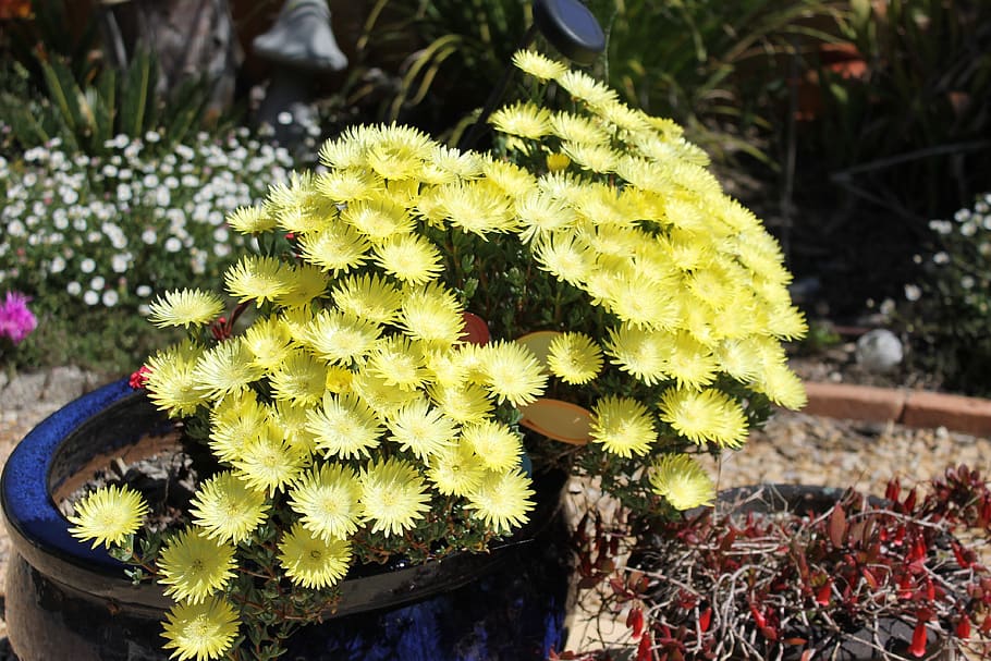 flora, garden, flower, flowering plant, growth, yellow, vulnerability HD wallpaper