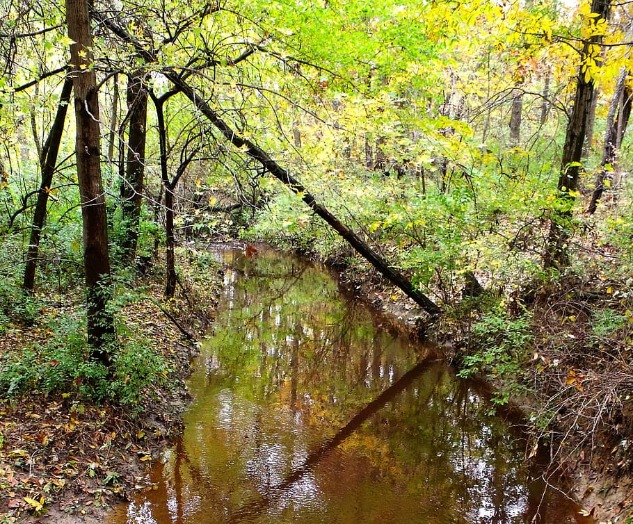 Rivulet, Trees, Summer, brook, green, water, nature, forest HD wallpaper
