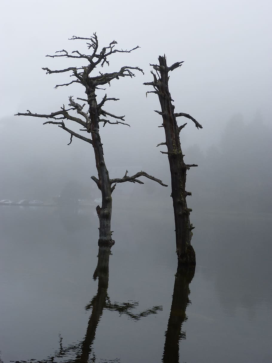 dead tree, stump, reflection, lake, water, dream, pond, melancholy HD wallpaper