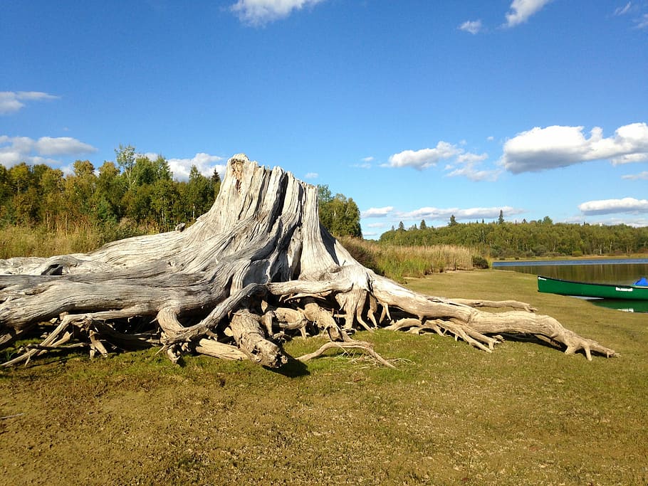 Tree Stump, Canoe, Landscape, cloud - sky, day, nature, outdoors HD wallpaper