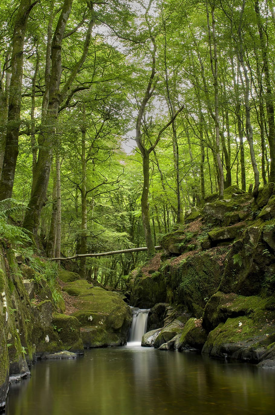 Forest, Waterfall, Nature, River, landscape, natural, cascade HD wallpaper