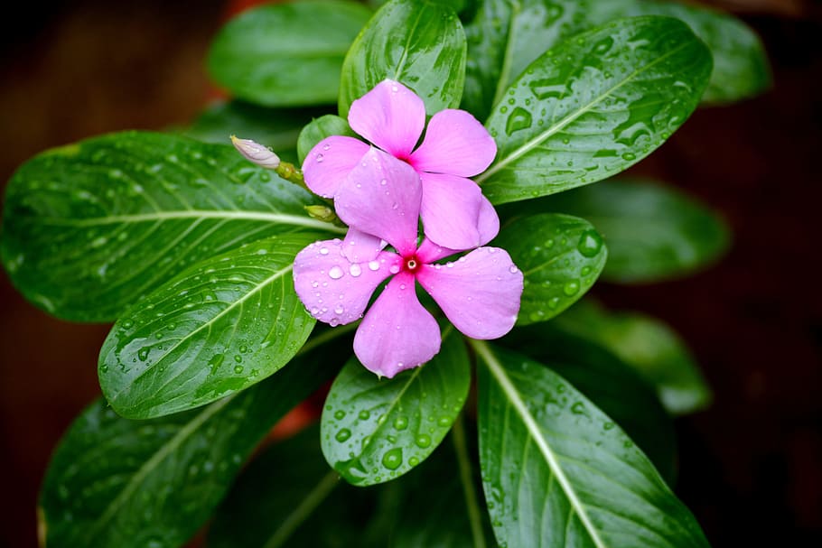 leaf, nature, flora, closeup, flower, freshness, plant part HD wallpaper